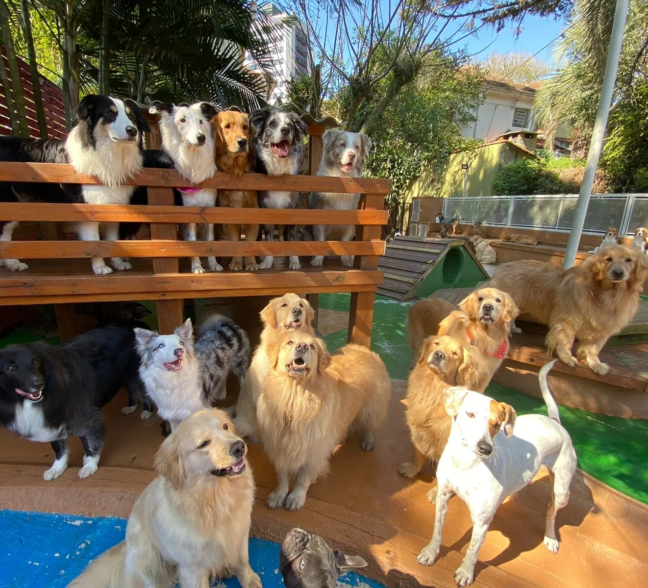 Estrutura da creche Pet Spot
