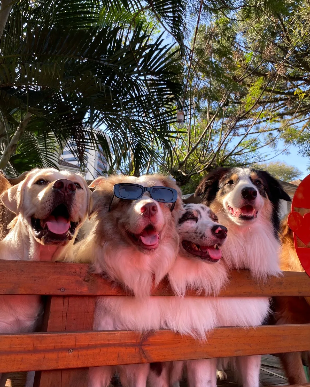 Estrutura da creche Pet Spot