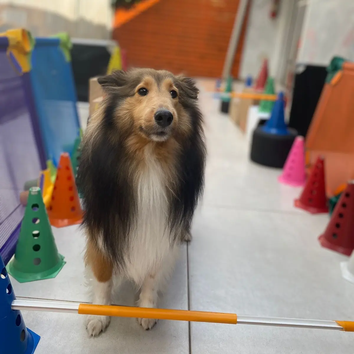 Estrutura da creche Pet Spot