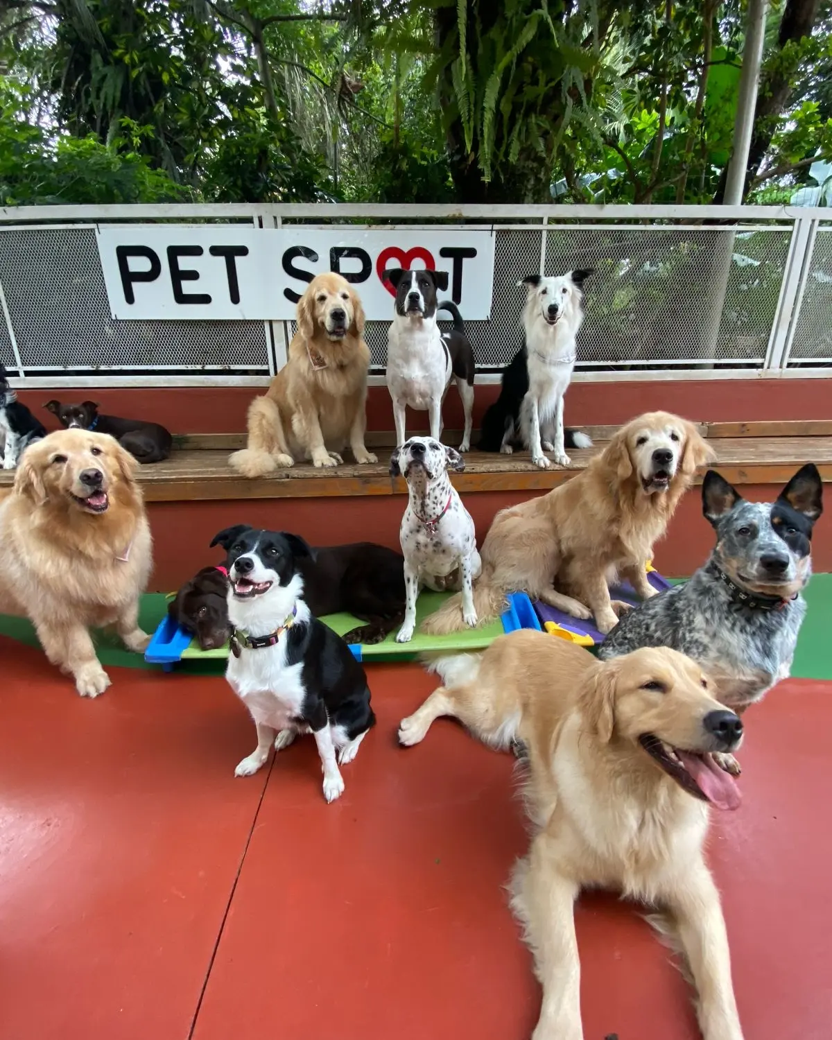 Estrutura da creche Pet Spot